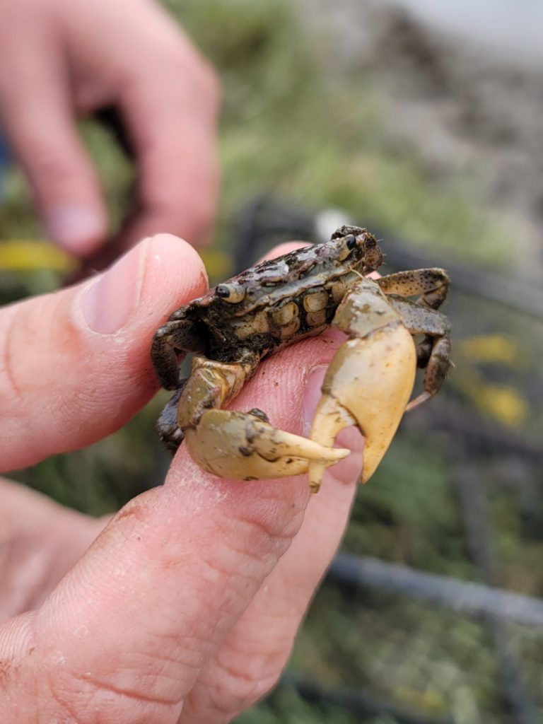 hand holding a Europena Grggen Crab
